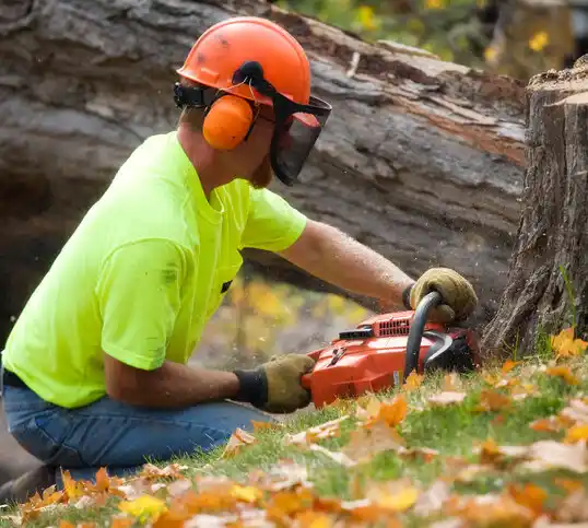 tree services Hewlett Bay Park